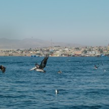 Birds, birds and birds with Caldera in the background